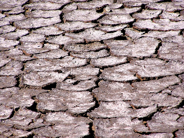 Salinidad en el suelo leonardita